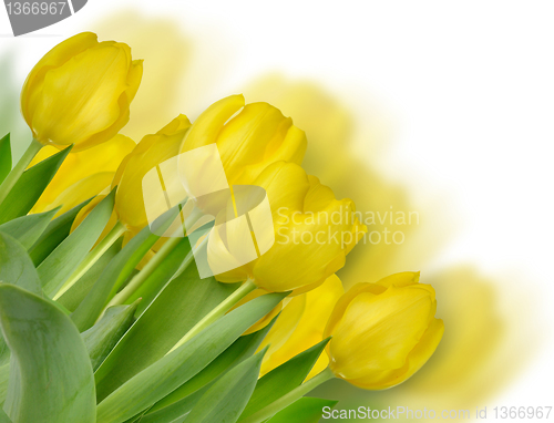 Image of yellow tulips