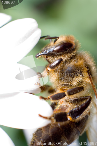 Image of Details of a bee