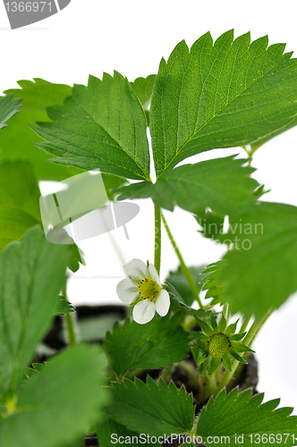 Image of strawberry plant