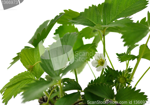 Image of  strawberry plant