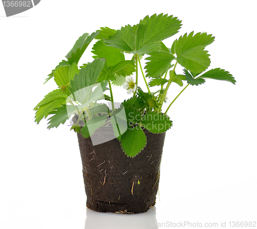 Image of strawberry plant