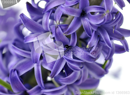 Image of Hyacinth flowers