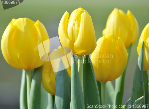 Image of yellow tulips
