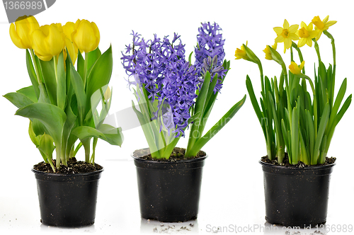 Image of spring flowers