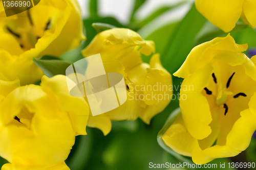 Image of yellow tulips