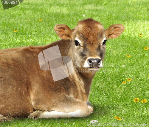 Image of Brown calf 