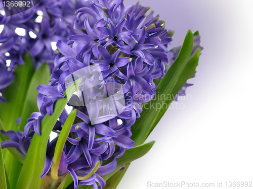 Image of Hyacinth flowers