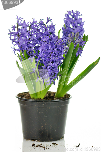 Image of Hyacinth flowers