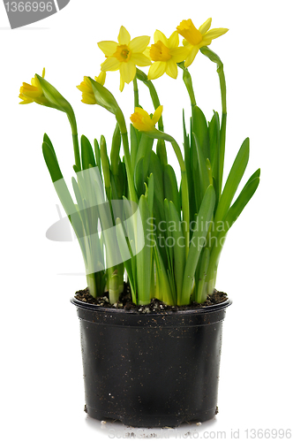 Image of yellow  daffodils