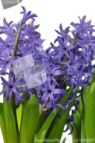 Image of Hyacinth flowers