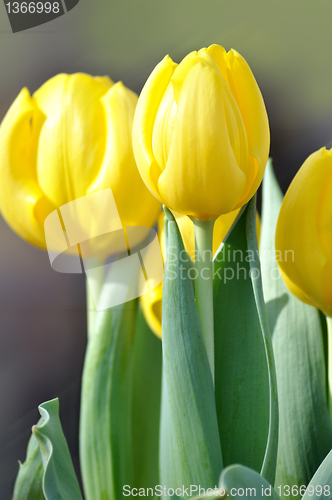 Image of yellow tulips