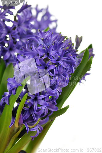 Image of Hyacinth flowers