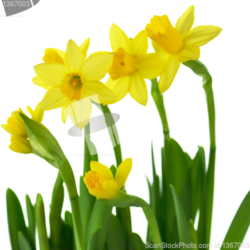 Image of yellow  daffodils