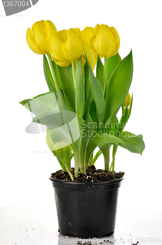 Image of yellow tulips