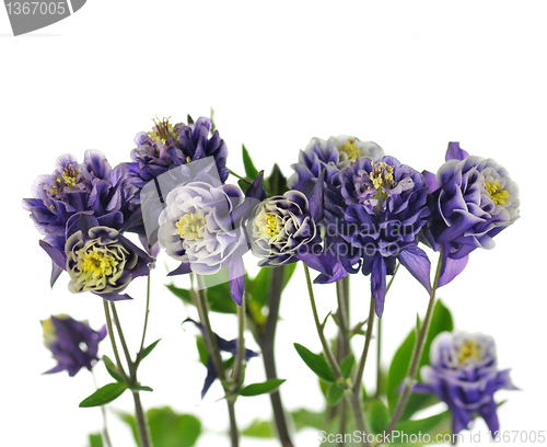 Image of  columbine flowers 