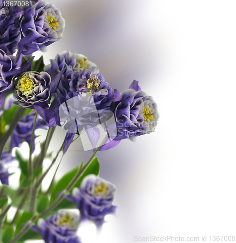 Image of  columbine flowers 