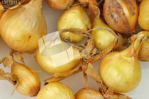 Image of onion seeds