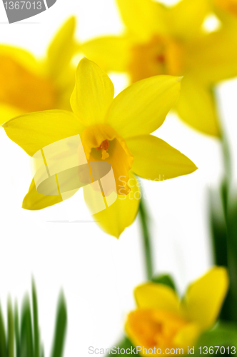 Image of spring yellow flowers