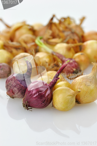 Image of onion seeds