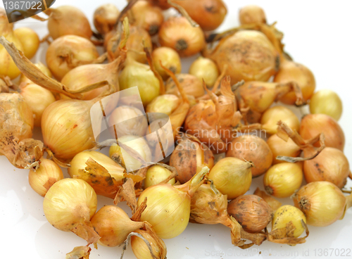 Image of onion seeds