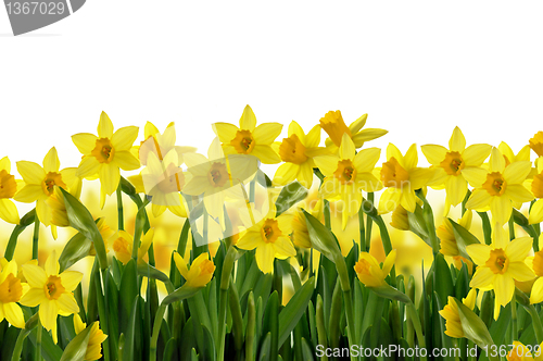 Image of spring flowers