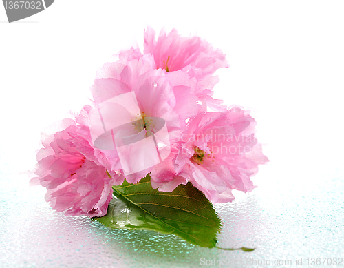 Image of Blossoming almond flowers