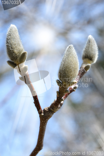 Image of spring tree