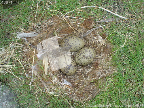 Image of three eggs