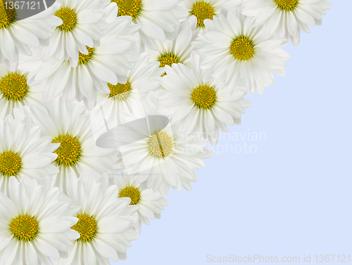 Image of Daisy background