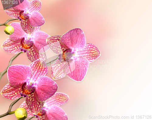 Image of orchid flowers