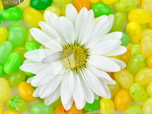 Image of flower and candy 