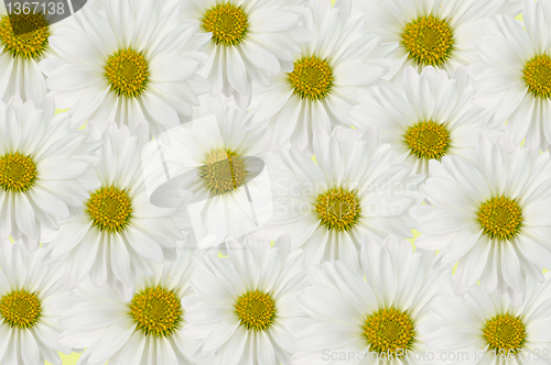Image of Daisy background