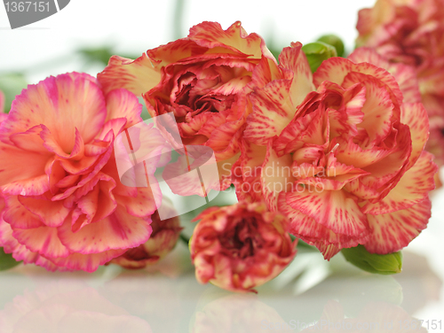 Image of carnations
