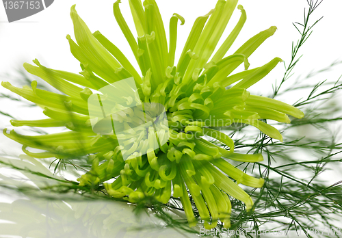 Image of green flower