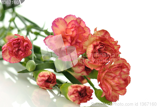 Image of carnations