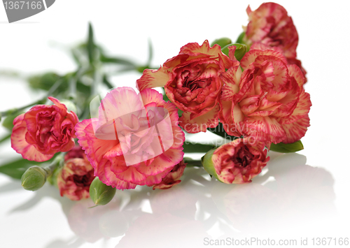 Image of carnations