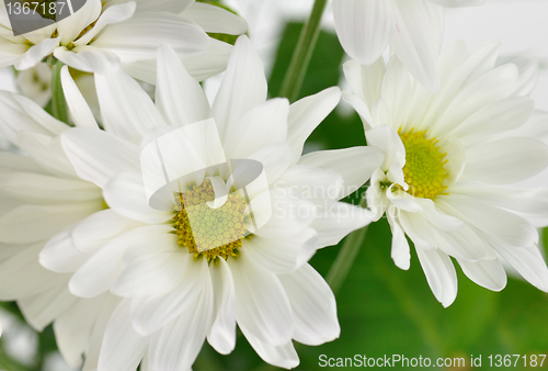 Image of floral background