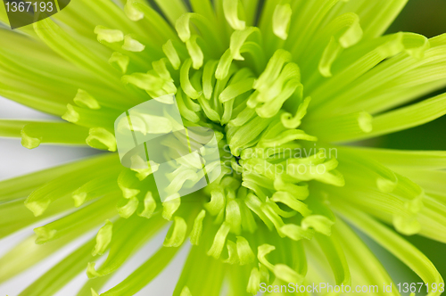 Image of green flower