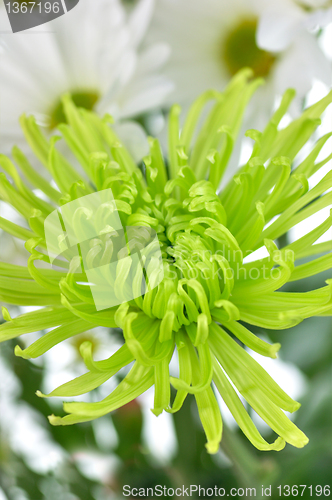 Image of flowers