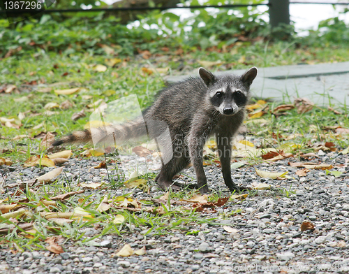 Image of young raccoon posing in the middle of the jungle