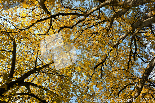 Image of autumn leaf
