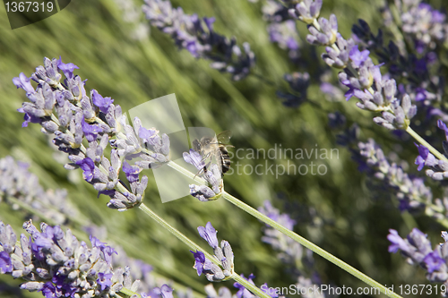 Image of Lavander