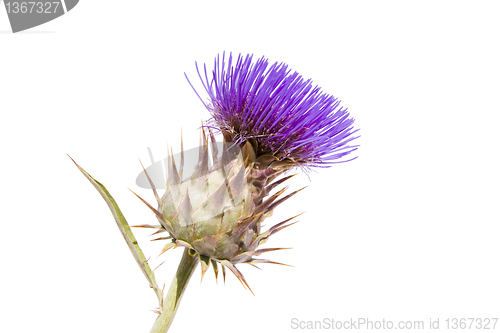 Image of Thistle