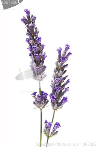 Image of Lavander