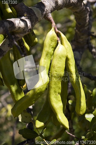 Image of Carob pods