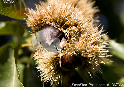 Image of Chestnut