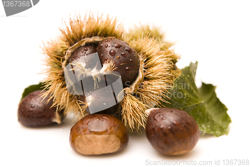 Image of Chestnuts