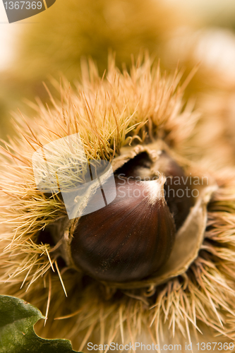 Image of Chestnut