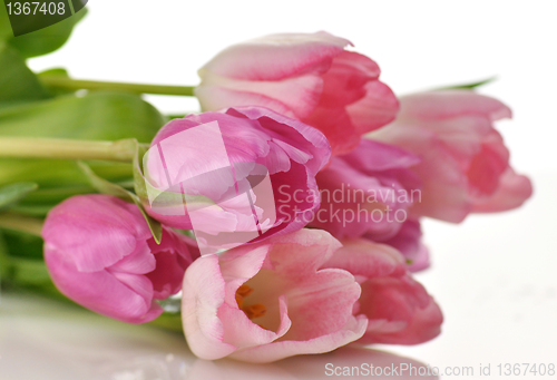 Image of tulips
