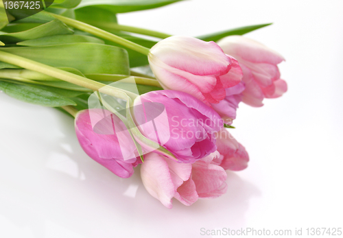 Image of tulips